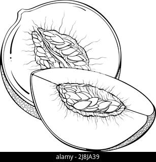 Viertel- und halbe Melonenlinie Stock Vektor