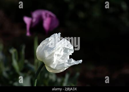 Papaver somniferum L. (Mohn), eine der wichtigsten Heilpflanzen; Papaver-Gattung ist von großer Bedeutung in Bezug auf die enthaltenen Alkaloide. Der Stockfoto