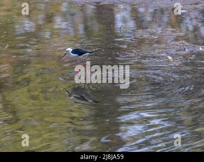 Black Winged Stilt in einem See zum Essen Stockfoto