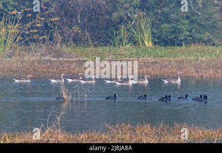 Graugans Reihen sich in einem See mit eurasischen Russen an Stockfoto