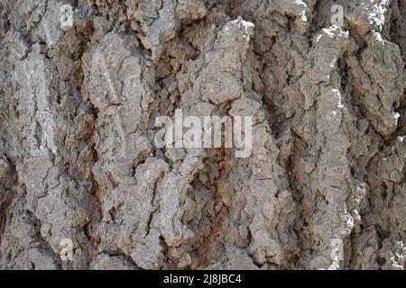 Alternde, grau schuppige, furnierte Gratrinde von Abies concolor, Pinaceae, nativer immergrüner Baum in den Carson Mountains, Sierra Nevada Ranges, Sommer. Stockfoto