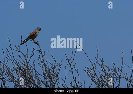 osprey sitzt auf einem Baum Stockfoto