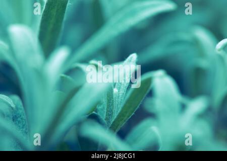 Verschwommener abstrakter Hintergrund. Ruhiger türkisfarbener natürlicher Hintergrund. Verschwommenes Gras aus nächster Nähe. Sanfter Grün- und Blauton. Stockfoto