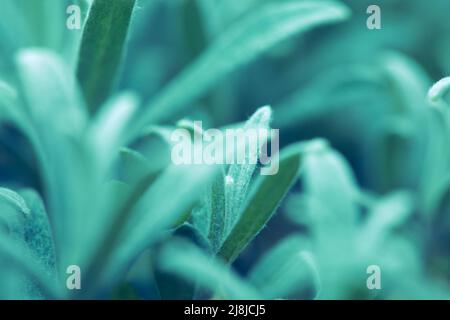 Verschwommener abstrakter Hintergrund. Ruhiger türkisfarbener natürlicher Hintergrund. Verschwommenes Gras aus nächster Nähe. Sanfter Grün- und Blauton. Stockfoto