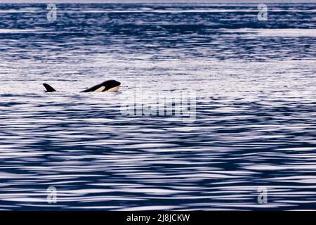 Orcas in der Johnstone Straight, British Columbia, Kanada Stockfoto