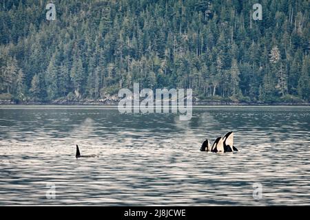 Orcas in der Johnstone Straight, British Columbia, Kanada Stockfoto