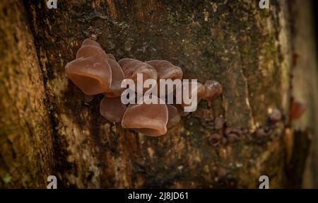 Auricularia auricula-judae Pilz auf Baum im Frühling frisch bewölkt Tag Stockfoto