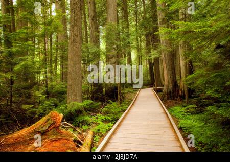 Trail of the Cedars, eine kurze Wanderung durch einen Zedernwald im Glacier National Park, Montana, USA. Stockfoto