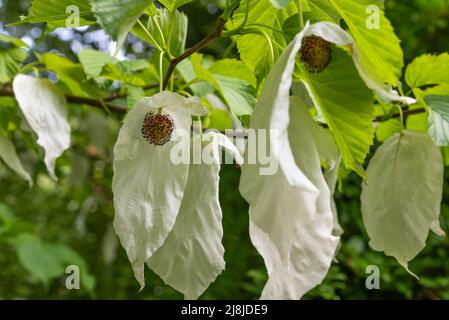 Taschentuch oder Taubenbaum, Davidia involucrata Stockfoto