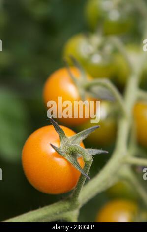 Sungold-Kirschtomaten (Solanum lycopersicum) Reifen auf der Rebe in einem heimischen Garten. Stockfoto