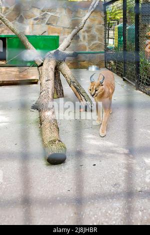 Schöner Luchs im Zoo. Der Luchs gehört zu den Arten von Säugetieren und der Gattung der Luchse der gewöhnliche Luchs ist eine ziemlich häufige Ordnung von Raubtieren und Stockfoto