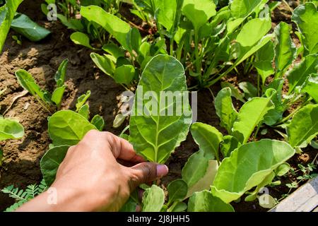 Weibliche Zupfen frisch wachsenden grünen Blattgemüse Spinat oder Palak Blätter Landwirtschaft. Grüne Blätter Laub wächst auf fruchtbarem Boden im Sommer Sonnenlicht lu Stockfoto