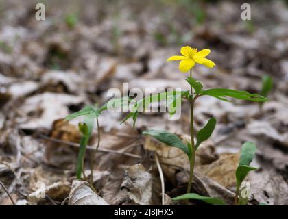 Gelbe Waldanemone Blume im Frühlingspark Stockfoto