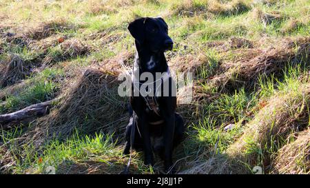 schwarze Labrador Retriever Hündin beim Spaziergang im Feld, Hessen, Deutschland. Stockfoto