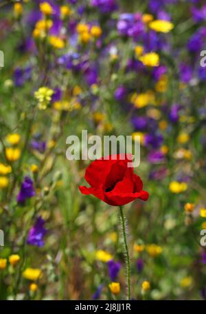 Einsamer roter Mohn auf einer Wiese aus violetten, malvenfarbenen und gelben Frühlingsblumen. Frühling - Sintra, Portugal. Stockfoto