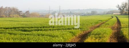 Felder bei Sonnenuntergang auf dem Land in Großbritannien. Panoramalandschaft mit Weizenfeldern im Winter, Buckinghamshire, Großbritannien Stockfoto