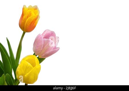 Bouquet von Tulpen isoliert auf einem weißen Hintergrund Nahaufnahme Stockfoto