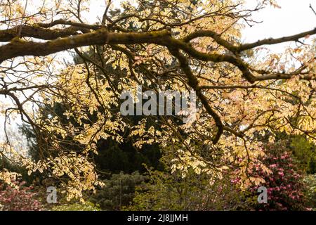 koelreuteria paniculata Baum in Edinburgh botanischen Gärten Stockfoto