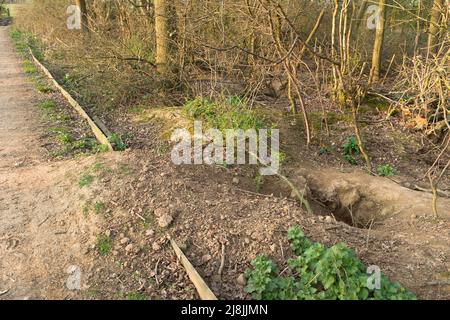 Dachsniederschlag Schäden, Bodenerosion und Haufen aus einem Bau oder Loch am Rande eines Fußweges in Buckinghamshire, Großbritannien Stockfoto