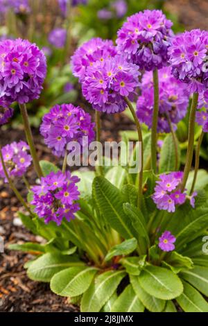 Primula denticulata, der Schlagstock primula Stockfoto