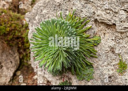 saxifraga longifolia Stockfoto