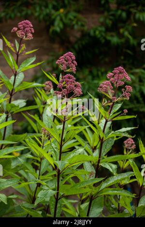 Eutrochium pureum, allgemein bekannt als violettes Joe-Pye-Gras oder süßduftendes joe-pye-Gras Stockfoto