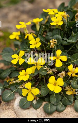 Raffenaldia platycarpa Stockfoto