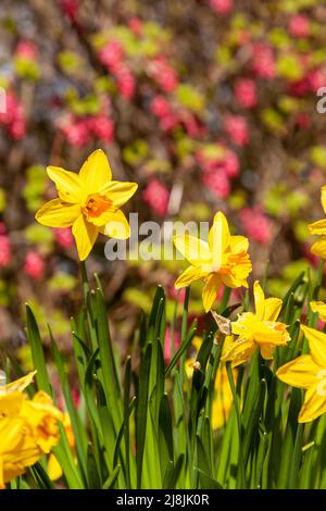 Gelbe Narzissen mit orangen Zentren blühen im April in Schottland Stockfoto