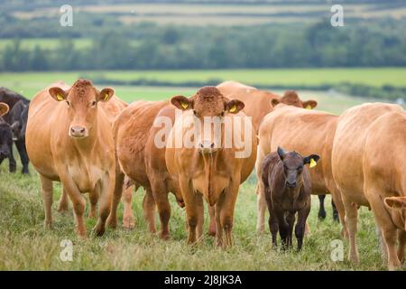 Hereford Rinderherde mit Kälbern. Vieh auf einem Feld auf einem Bauernhof. Aylesbury Valle, Buckinghamshire, Großbritannien Stockfoto