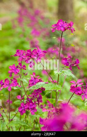 Lunaria annua, Ehrlichkeit oder jährliche Ehrlichkeit genannt, ist eine blühende Pflanze in der Kohl- und Senffamilie Brassicaceae Stockfoto