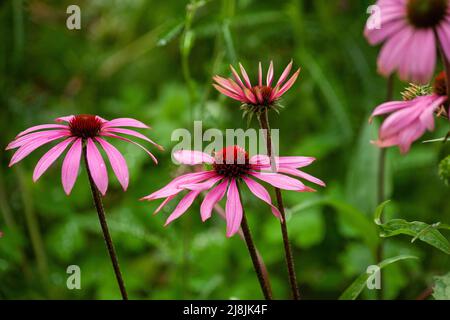 Echinacea purpurea Stockfoto