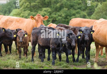 Hereford Rinderherde mit Kälbern. Vieh auf einem Feld auf einem Bauernhof. Aylesbury Valle, Buckinghamshire, Großbritannien Stockfoto