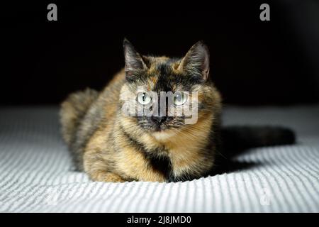 Mongrel Hauskatze von Schildkröteneshell Farbe liegt auf dem Bett Stockfoto
