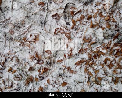 Natürliche Textur von trockenen Blättern im Schnee Stockfoto