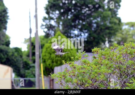 Florida Mockingbird Vogel mit Flügel ausgestreckt, Wohnviertel Lage. Ein Vogel, keine Menschen, Tag, draußen Stockfoto