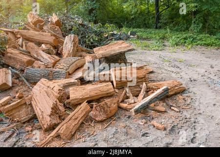 Am Waldrand stolpert ein Haufen von alten gefällten Bäumen Stockfoto