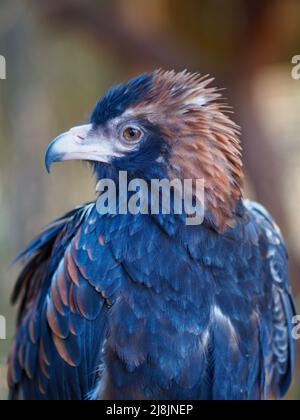 Prachtvoller, imposanter, schöner Schwarzreiher-Buzzard mit scharfen Augen und brillantem Gefieder. Stockfoto