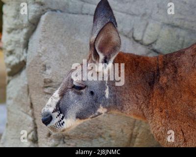 Ein Nahaufnahme-Porträt eines starken männlichen Red Känguru in ansprechender Form. Stockfoto