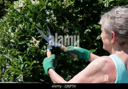 Hampshire England, Großbritannien. 2022. Frau, die kleine Scheren verwendet, um eine Gartenbebauungshecke zu trimmen. Stockfoto