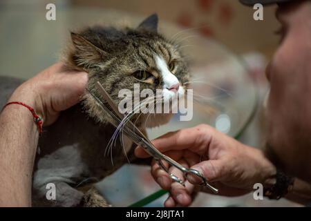 Katzenpflege im Tierpflegesalon. Professioneller Friseur macht eine stilvolle Frisur für eine Katze. Stockfoto