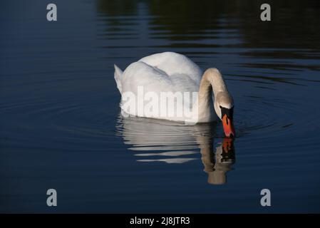 Ein großer weißer Schwan schwimmt auf einem Gewässer. Der Schwan spiegelt sich im Wasser. Ringe bilden sich um den Schwan. Stockfoto