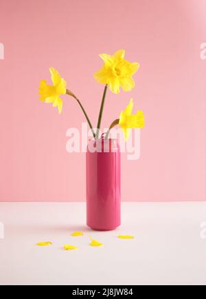 Gelbe Blüten Narzissen in pastellrosa Dose auf dem Tisch. Minimales Federkonzept. Retro Stillleben Ästhetik. Stockfoto