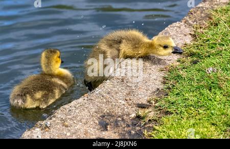 Kanadische Gänsegeier Branta canadensis versucht, aus dem Wasser zu kommen, St. Albans, Hertfordshire Stockfoto