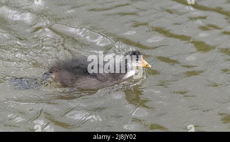 Eurasischer Ruß (Fulica atra), ein im Wasser schwimmendes, im Verulamium Park, St. Albans UK Stockfoto