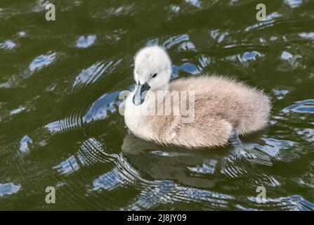 Stummer Schwan Cygnet im Wasser Cygnus olor Stockfoto