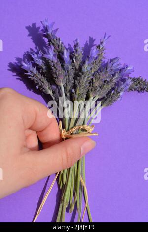 Die Hand der Frau und ein Strauß frisch gepflückter Lavendelblüten auf purpurem Hintergrund Stockfoto