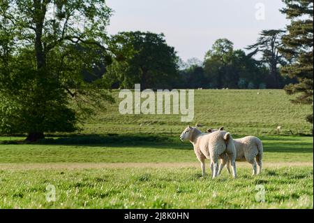 2 Schafe im grünen Feld mit blauem Himmel am Sommertag mit Bäumen im Hintergrund Stockfoto