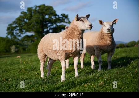 Nahaufnahme von 2 Schafen auf grünem Feld mit blauem Himmel am Sommertag Stockfoto