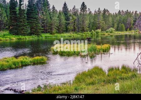 Elche grasen im Buffalo River, Island Park, Fremont County, Idaho, USA Stockfoto