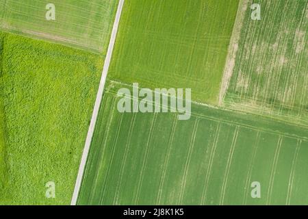 Ungebeugter Feldweg durch grüne Feldlandschaft im Frühjahr, Luftaufnahme, 04/21/22, Schweiz, Zürcher Oberland Stockfoto